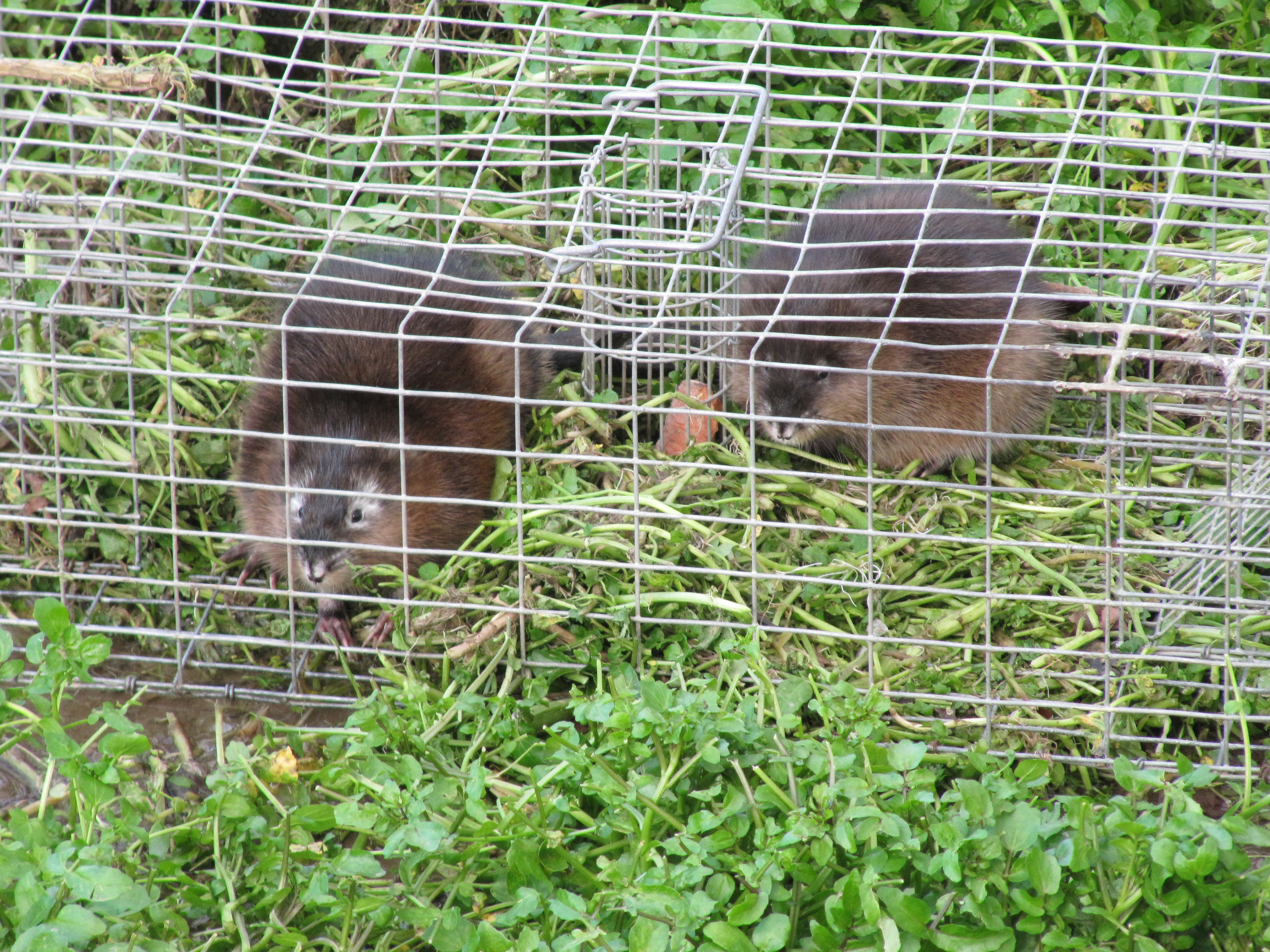 Piégeage de rats musqué en cage piège