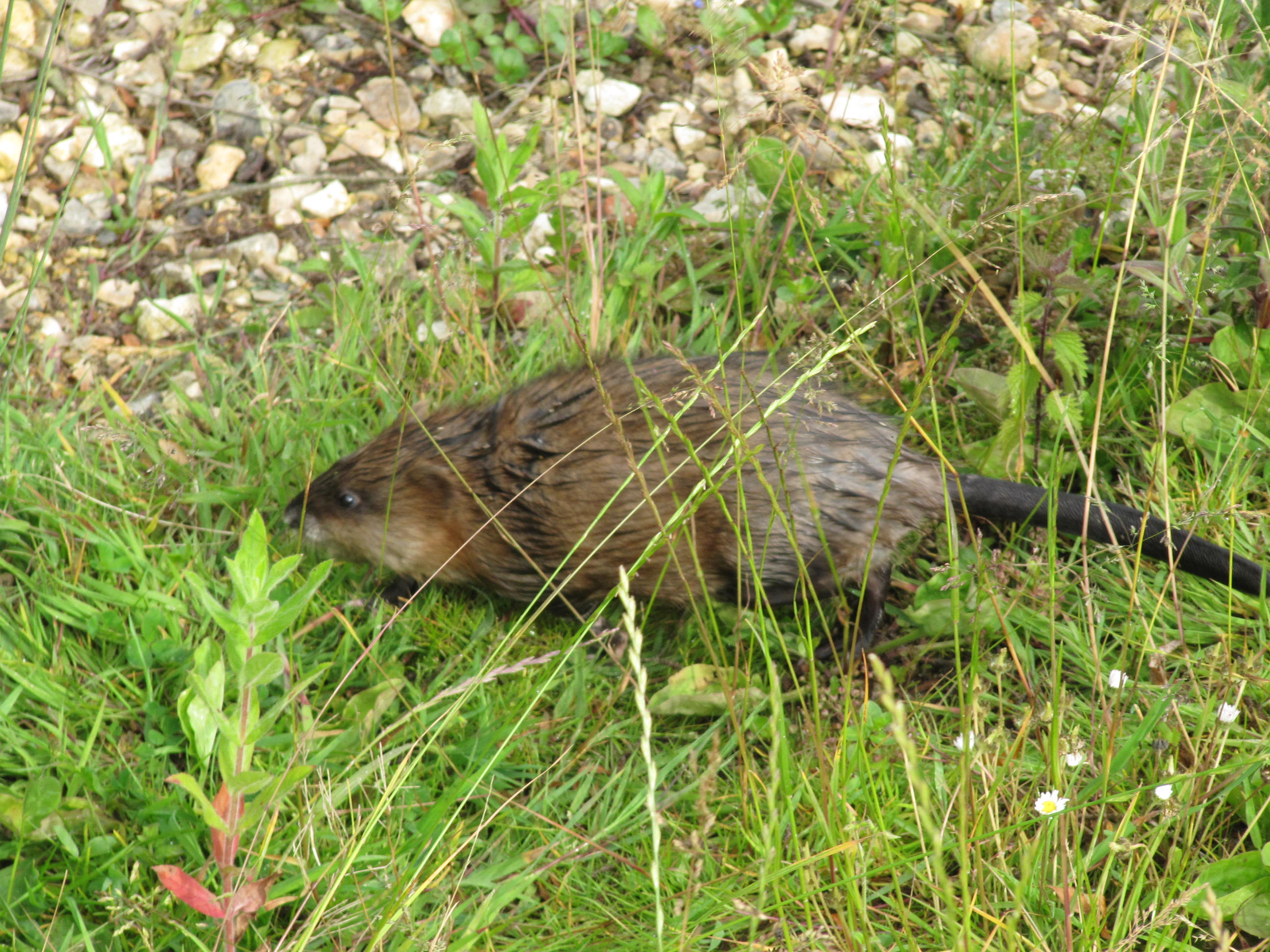 Le rat musqué